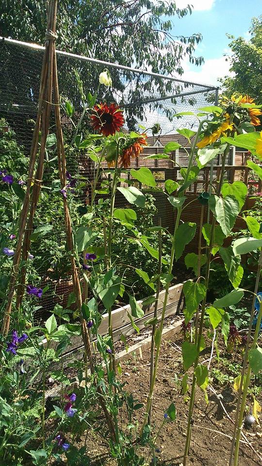 fruit cage &ndash; Nic Wilson